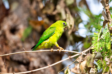 Blue - crowned Hanging Parrot