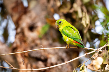 Blue - crowned Hanging Parrot