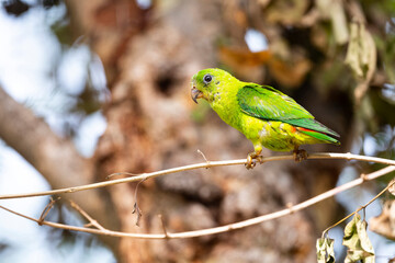 Blue - crowned Hanging Parrot