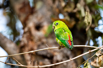 Blue - crowned Hanging Parrot