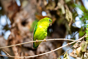 Blue - crowned Hanging Parrot