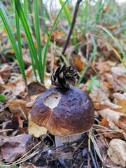 mushrooms in the forest