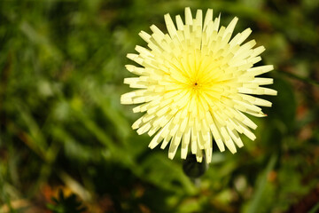 Yellow dandelion flower in the grass