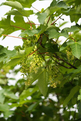 Green leaves and flower seeds on a branch