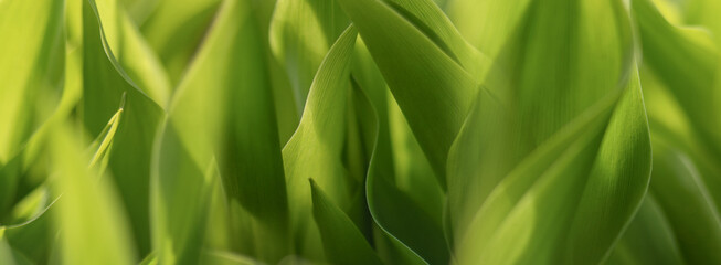 Fototapeta na wymiar Young leaves of lily of the valley, nature background.