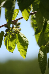 Green Morus plant leaves and fruits over the blue sky