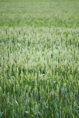 Green wheat field