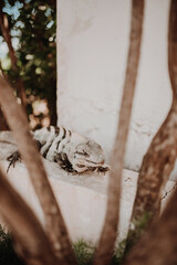 la iguana