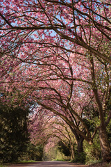 Cherry tree avenue in the park.