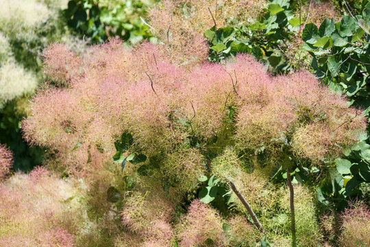 European smoketree flowers, Cotinus coggygria