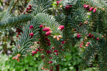 abies pinsapo kelleriis - spanish fir in spring, branches.