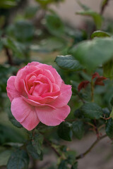 pink rose in garden