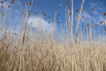 reeds in the water