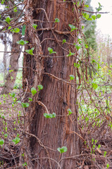 Branch of Far Eastern Schisandra chinensis  growing on big trunk in the botany in Poland.