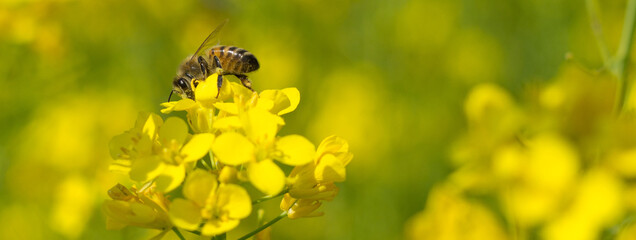 Close up shot of the bee collecting the nectar and pollen from the broccoli plant on a day in the spring season. Honeybee is an insect that works hard