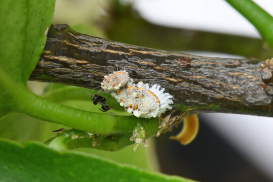 cochenille