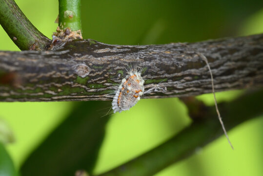 cochenille