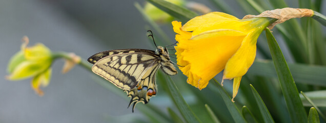 Banner of beautiful swallowtail butterfly on narcissus flowers