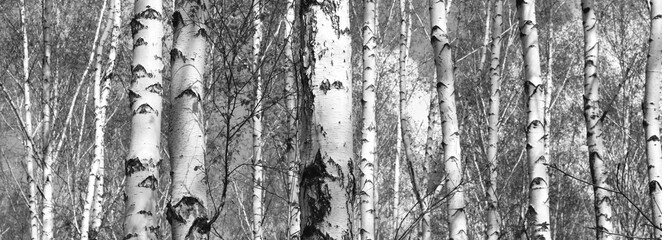 Obraz premium Young birch with black and white birch bark in spring in birch grove against background of other birches