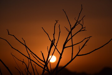 Picture of a tree branch and sunset in background, Selective focus