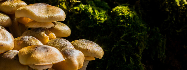 Pioppini mushrooms with moss in the background
