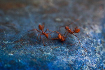 red ant on the ground