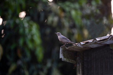 Blue Rock Thrush