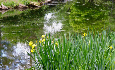 Fototapeta na wymiar Yellow Irises and Pond