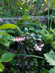 Close-up of lingonberry flowers in bloom
