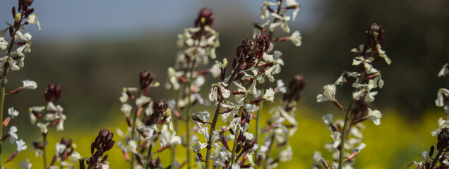 Close-up of arugula (Eruca sativa) flowers with white petals and purple veins. Photo taken in nature.