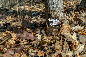 Group of spring flowers basking in the sun