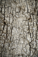 Old wood cracked texture, Seamless tree bark texture, Endless wooden background for web page fill or graphic design.	
