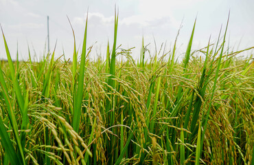 Close-Up Rice in the field near harvest.Thailand.