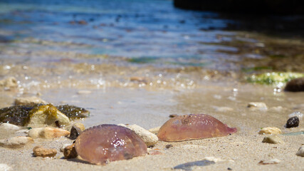 Purple jellyfish at coast of Palma de Mallorca © Nacho