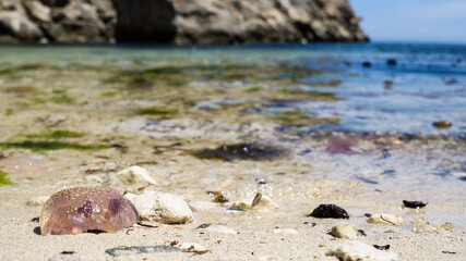 Purple jellyfish at coast of Palma de Mallorca