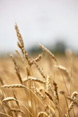 Closeup of ears of barley in a field ready for harvest
