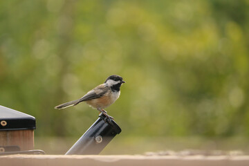 Black-capped chickadee