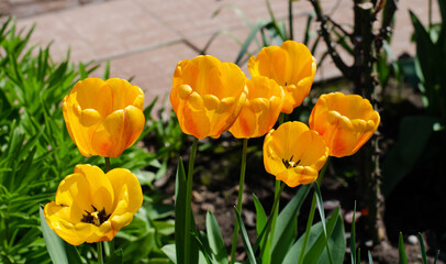 Spring flowers. Yellow tulips. Flower bed.