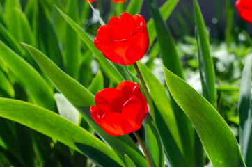 Spring flowers. Red tulips. Flower bed.