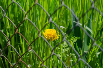 Spring flowers in the grass. Yellow flowers. Dandelion. Green grass.