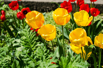 Spring flowers. Yellow tulips. Flower bed.