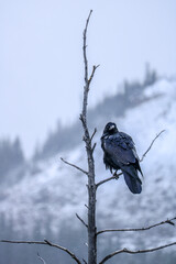 Raven observing its surroundings