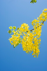 A branch with yellow pendulous flowers of laburnum - obrazy, fototapety, plakaty