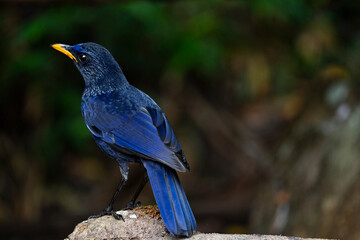 Blue - whistling Thrush