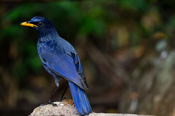 Blue - whistling Thrush