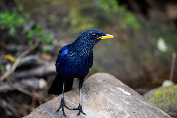 Blue - whistling Thrush