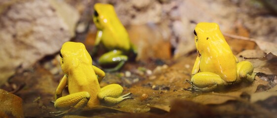 Golden Poison Arrow Frog (Phyllobates terribilis) in natural rainforest environment. Colourful...
