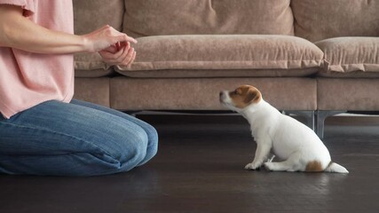 Owner trains a small puppy at home