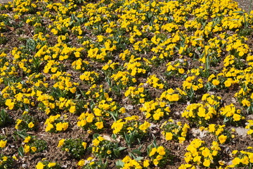 Frühling in Hessen: Blumenbeet in Bad Orb