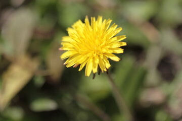 yellow flower